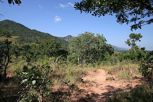miombo woodlands